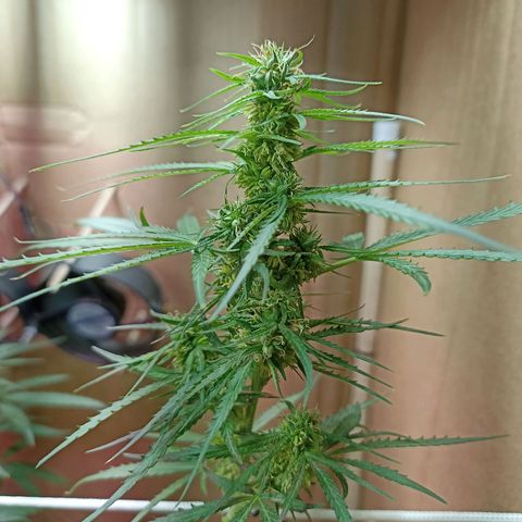Girafa growlog timeline photo