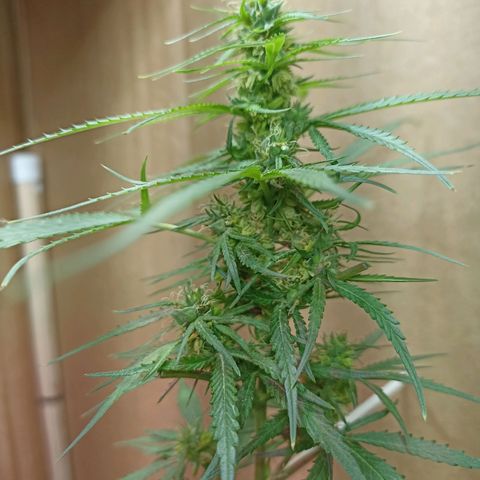 Girafa growlog timeline photo