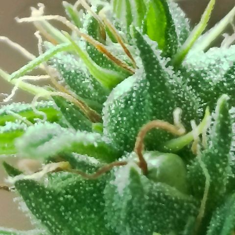 Girafa growlog timeline photo