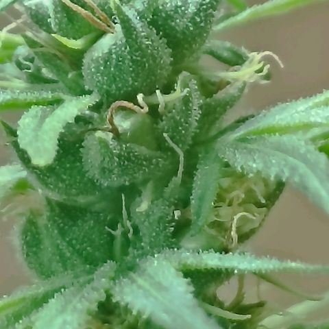 Girafa growlog timeline photo