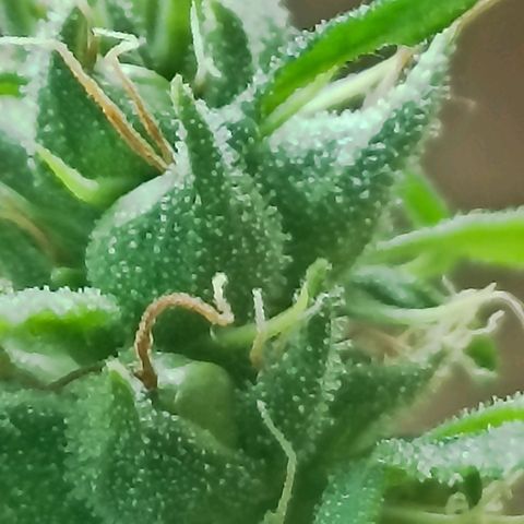 Girafa growlog timeline photo
