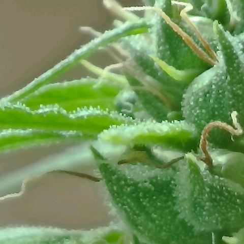 Girafa growlog timeline photo