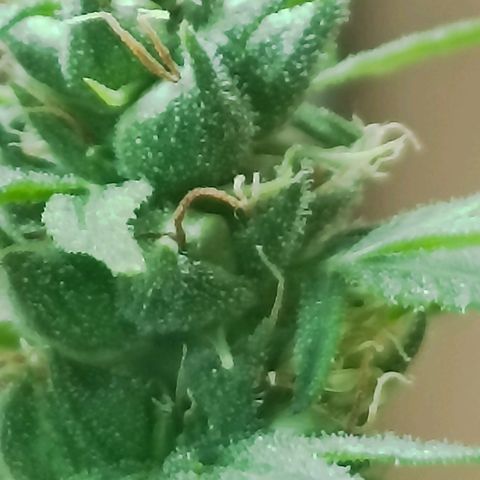 Girafa growlog timeline photo