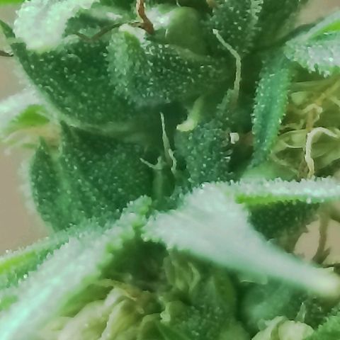 Girafa growlog timeline photo