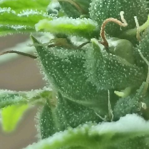 Girafa growlog timeline photo