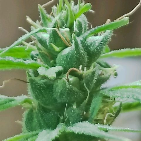 Girafa growlog timeline photo