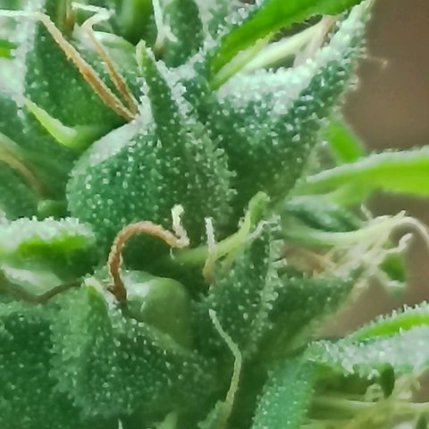 Girafa growlog timeline photo