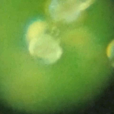 Girafa growlog photo: Usando uma lente de webcam foi feito um microscópio caseiro e portátil 