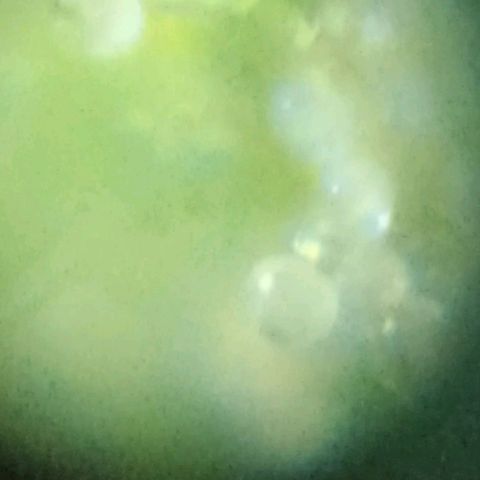Girafa growlog photo: Usando uma lente de webcam foi feito um microscópio caseiro e portátil 