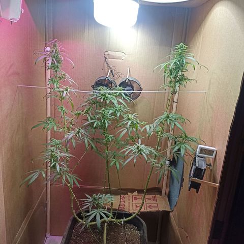 Girafa growlog timeline photo