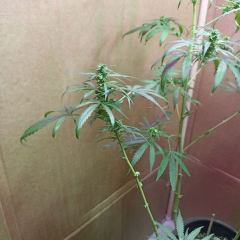 Girafa growlog timeline photo