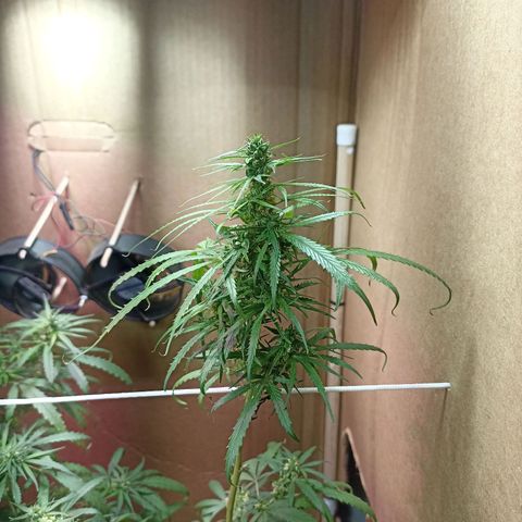 Girafa growlog timeline photo