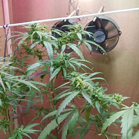 Girafa growlog timeline photo