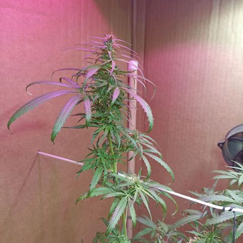 Girafa growlog timeline photo