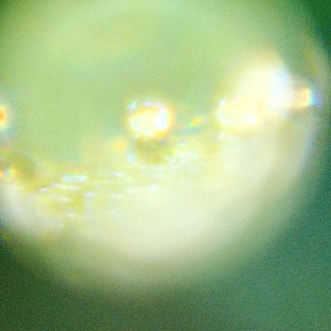 Girafa growlog photo: Usando uma lente de webcam foi feito um microscópio caseiro e portátil 