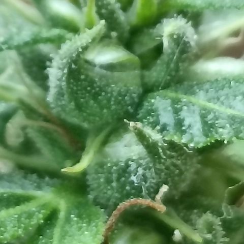 Girafa growlog timeline photo