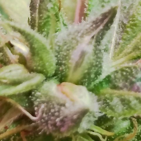 Girafa growlog timeline photo