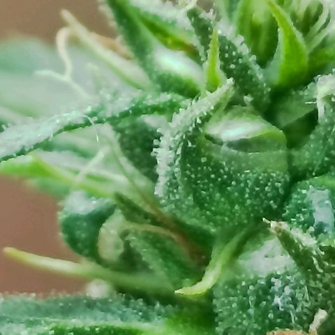 Girafa growlog timeline photo