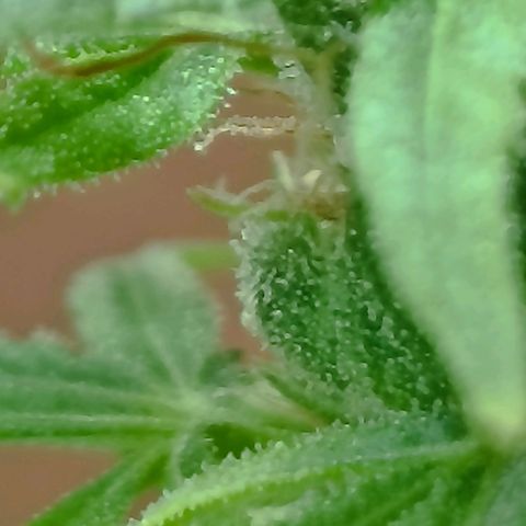 Girafa growlog timeline photo