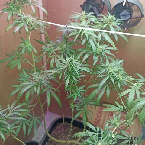 Girafa growlog timeline photo