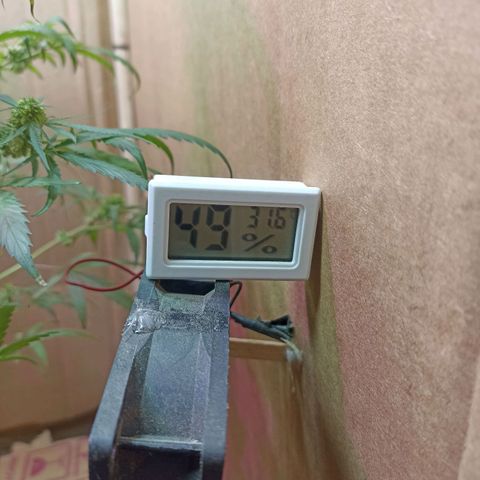Girafa growlog timeline photo