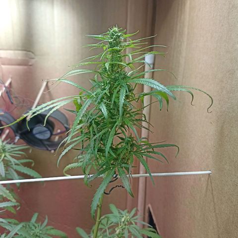 Girafa growlog timeline photo