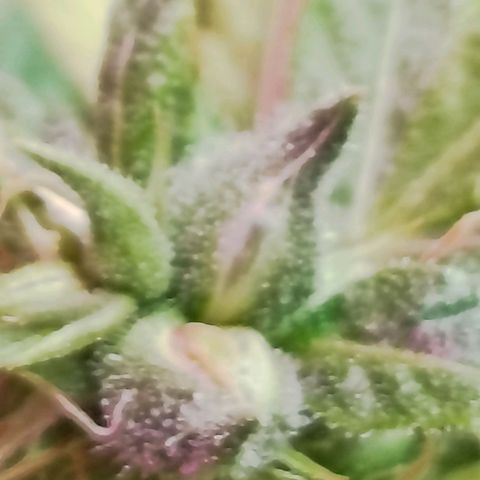 Girafa growlog timeline photo
