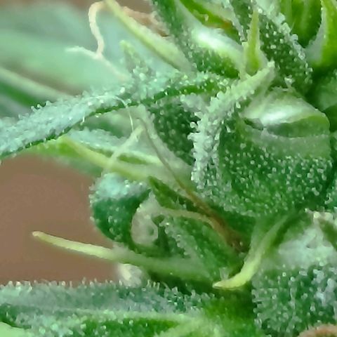 Girafa growlog timeline photo