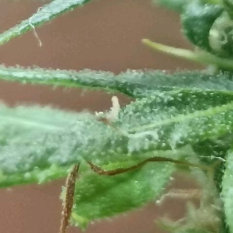 Girafa growlog timeline photo