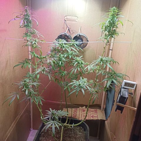 Girafa growlog timeline photo