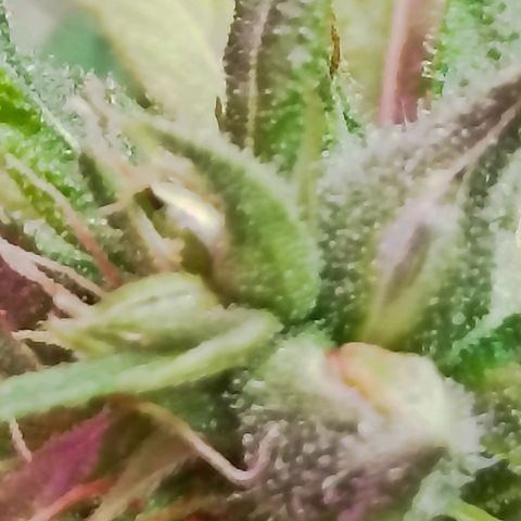 Girafa growlog timeline photo