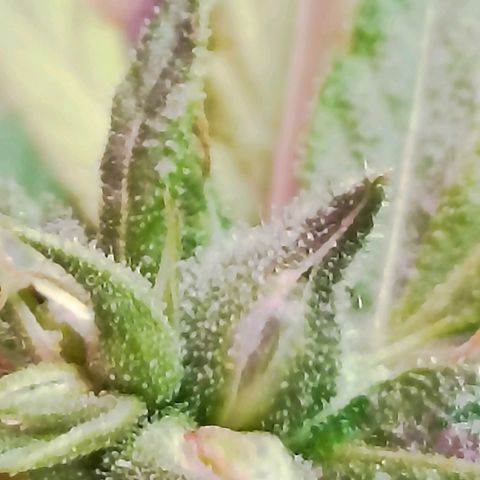 Girafa growlog timeline photo