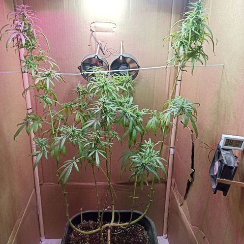 Girafa growlog timeline photo