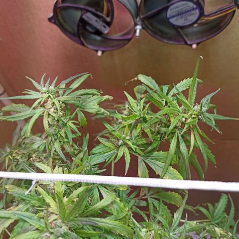 Girafa growlog timeline photo