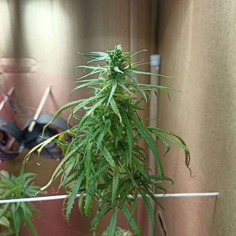 Girafa growlog timeline photo