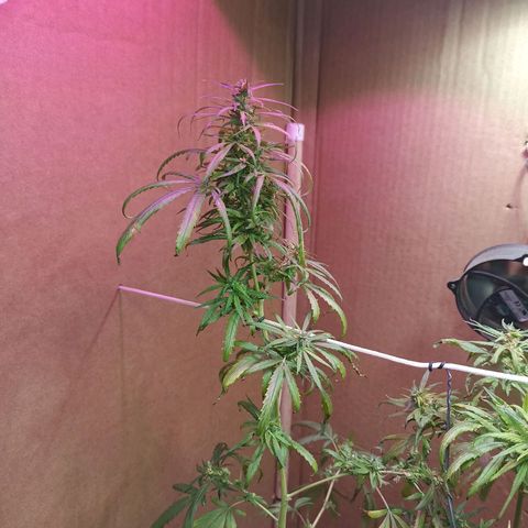 Girafa growlog timeline photo