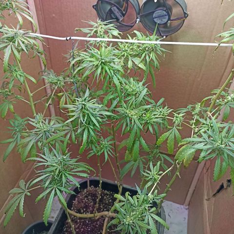 Girafa growlog timeline photo