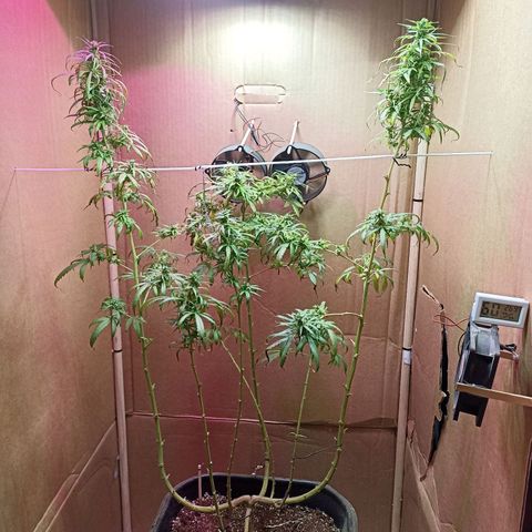 Girafa growlog timeline photo