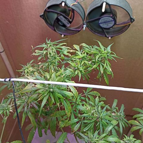 Girafa growlog timeline photo
