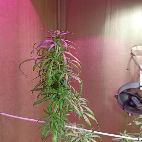 Girafa growlog timeline photo