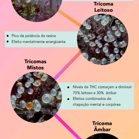 Girafa growlog timeline photo