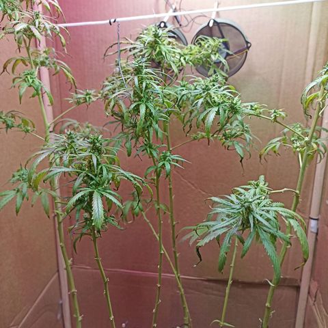 Girafa growlog timeline photo