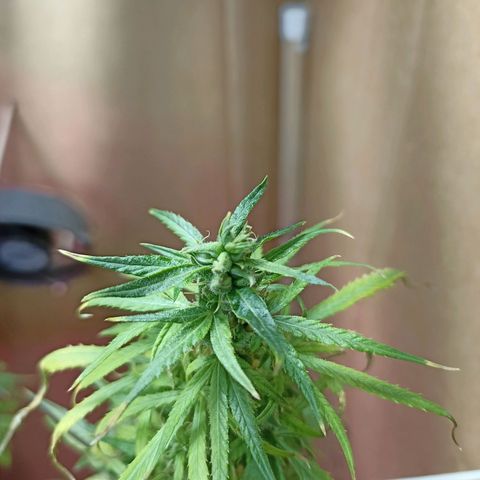 Girafa growlog timeline photo