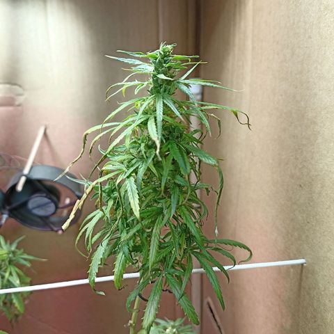 Girafa growlog timeline photo