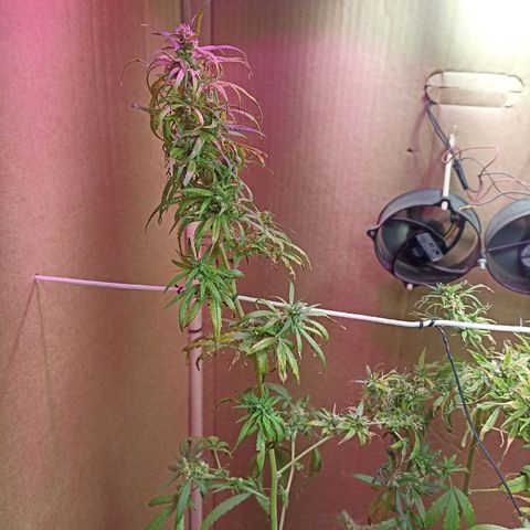 Girafa growlog timeline photo