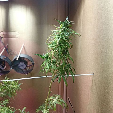 Girafa growlog timeline photo