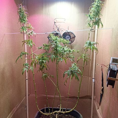 Girafa growlog timeline photo