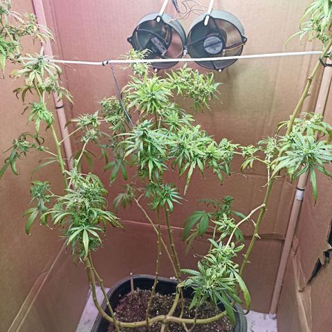 Girafa growlog timeline photo