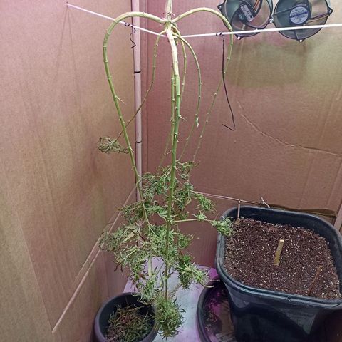 Girafa growlog timeline photo