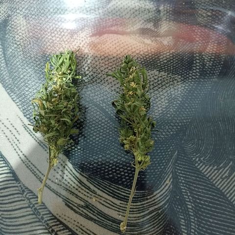 Girafa growlog timeline photo
